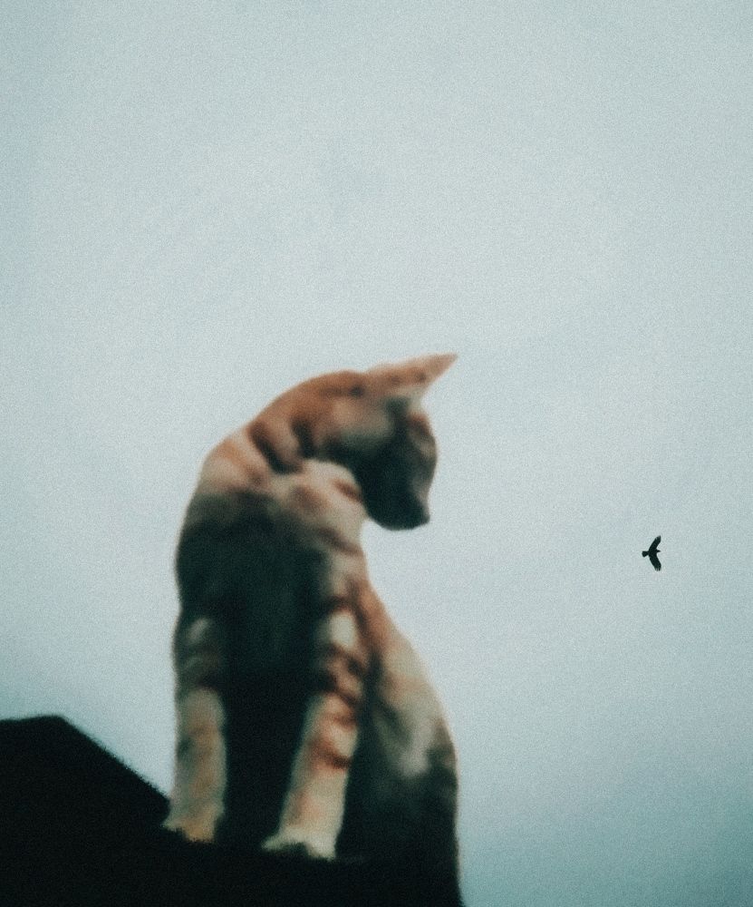 Photograph by Adel Sami