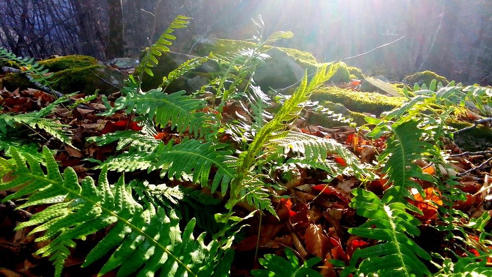 Photograph by Сергей Смоленцев