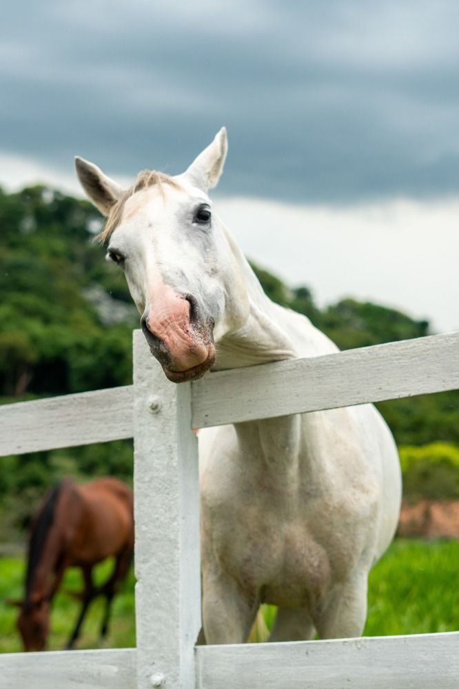 Фотография автора Antonio Etevaldo Rodrigues Junior