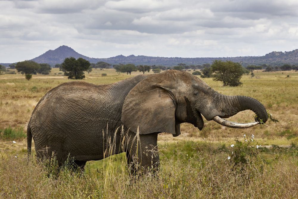 Photograph by SONIA FATTORI