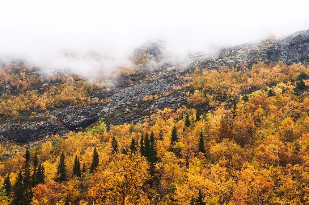 Золото Кольской осени