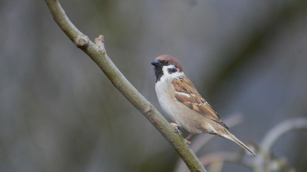 Photograph by Степан Пастен