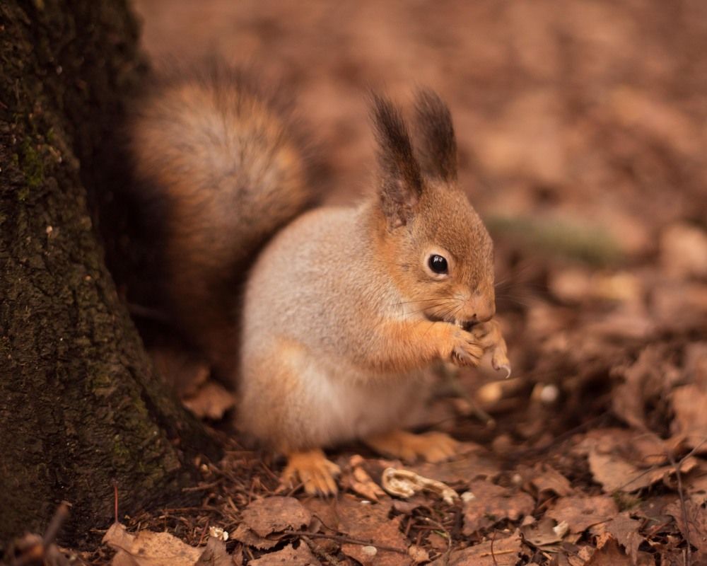 теплый лес мой дом