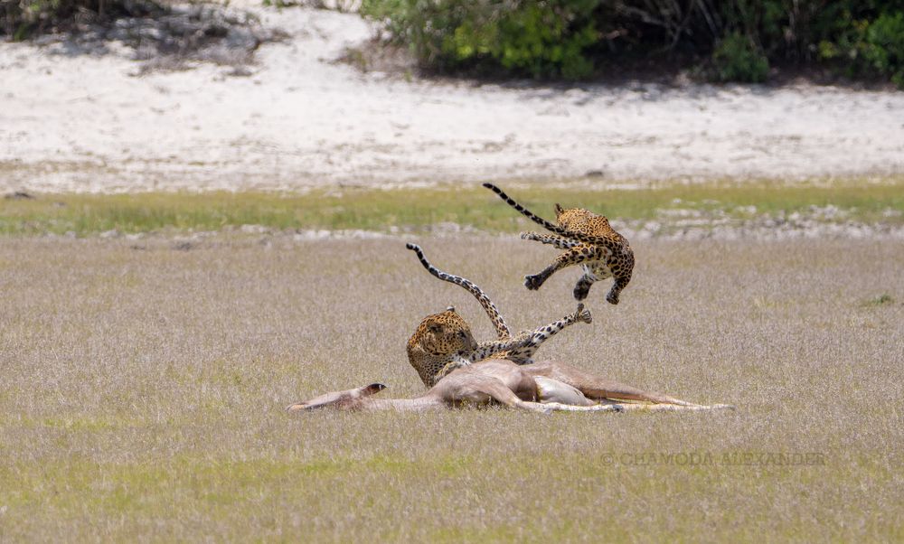 Photograph by Chamoda Alexander