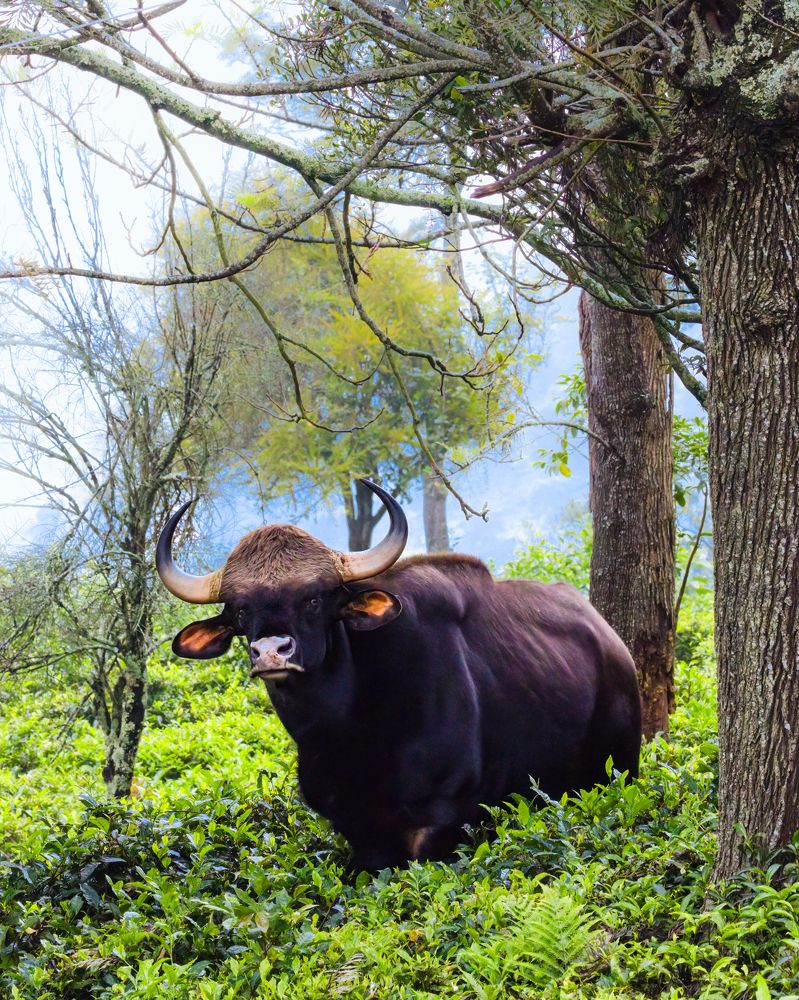 Photograph by Ashik S