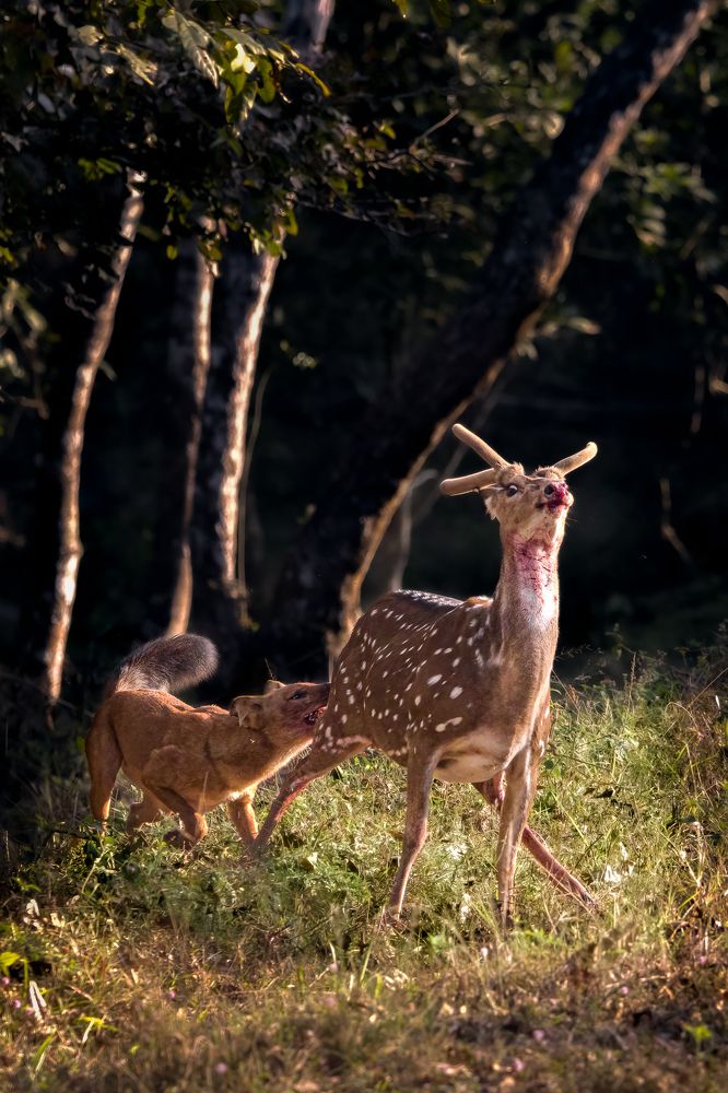 Photograph by Ashik S