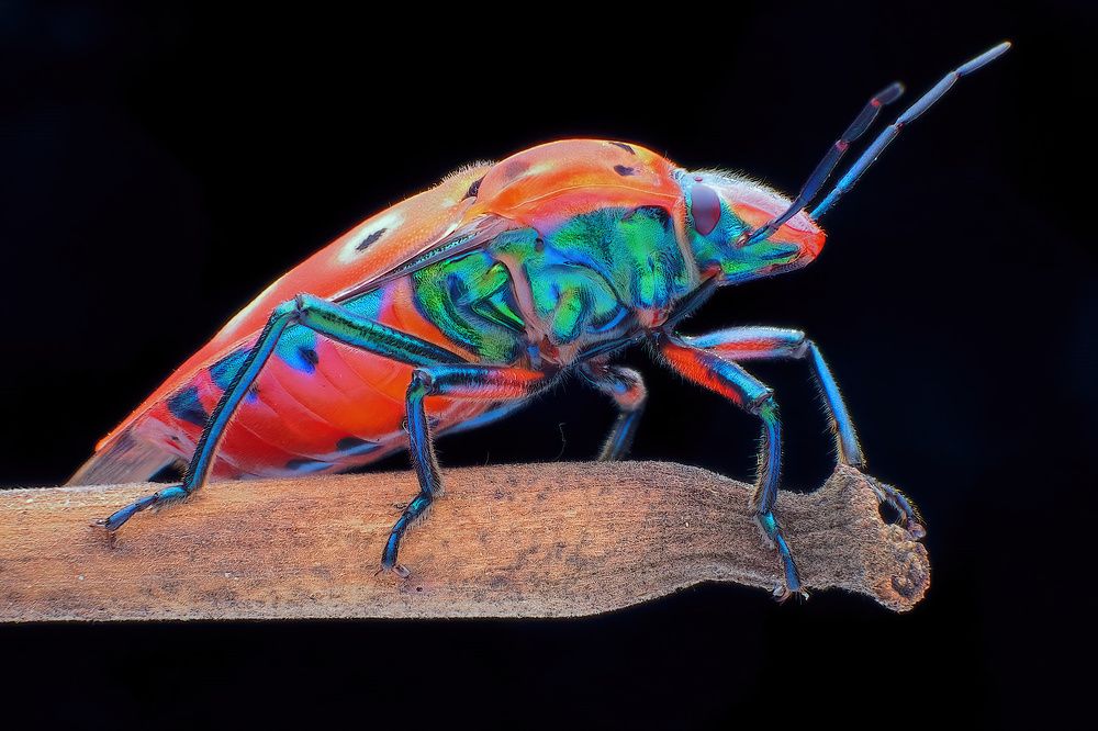 Photograph by Chen-You Li