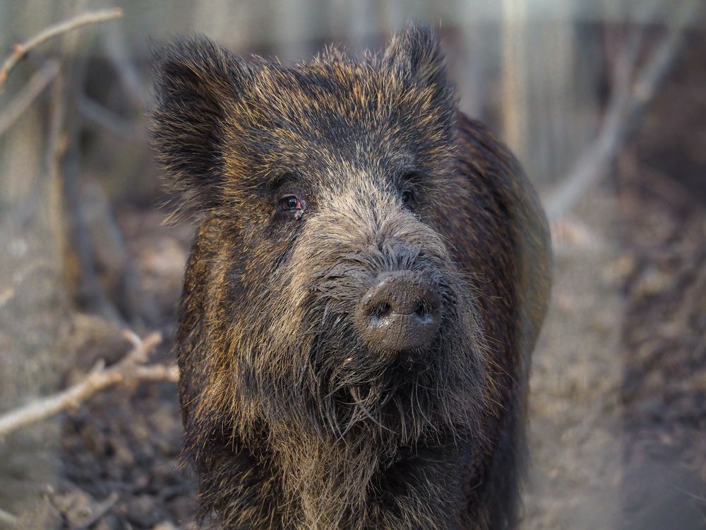 Photograph by Светлана Шибаршина