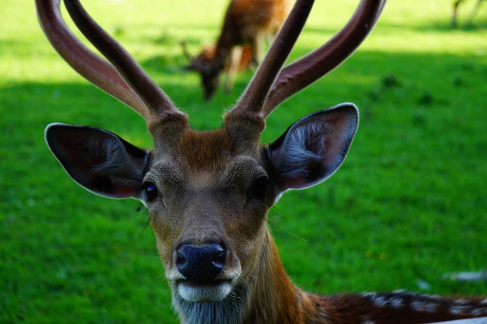 Фотография автора Ramin Ismayilov