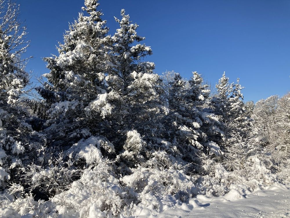 The Morning After A Snowstorm