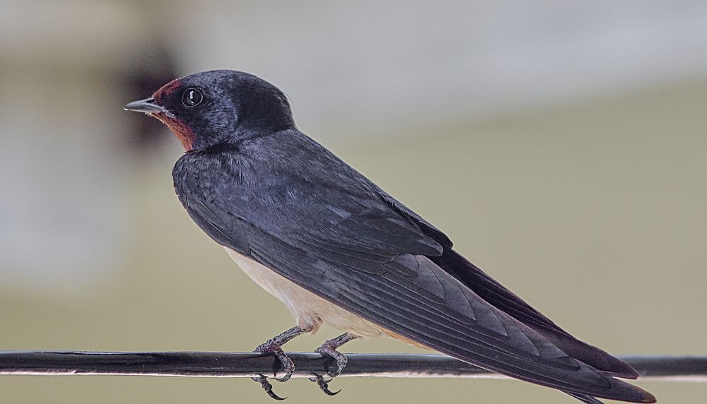 Photograph by Игорь Зиновьев