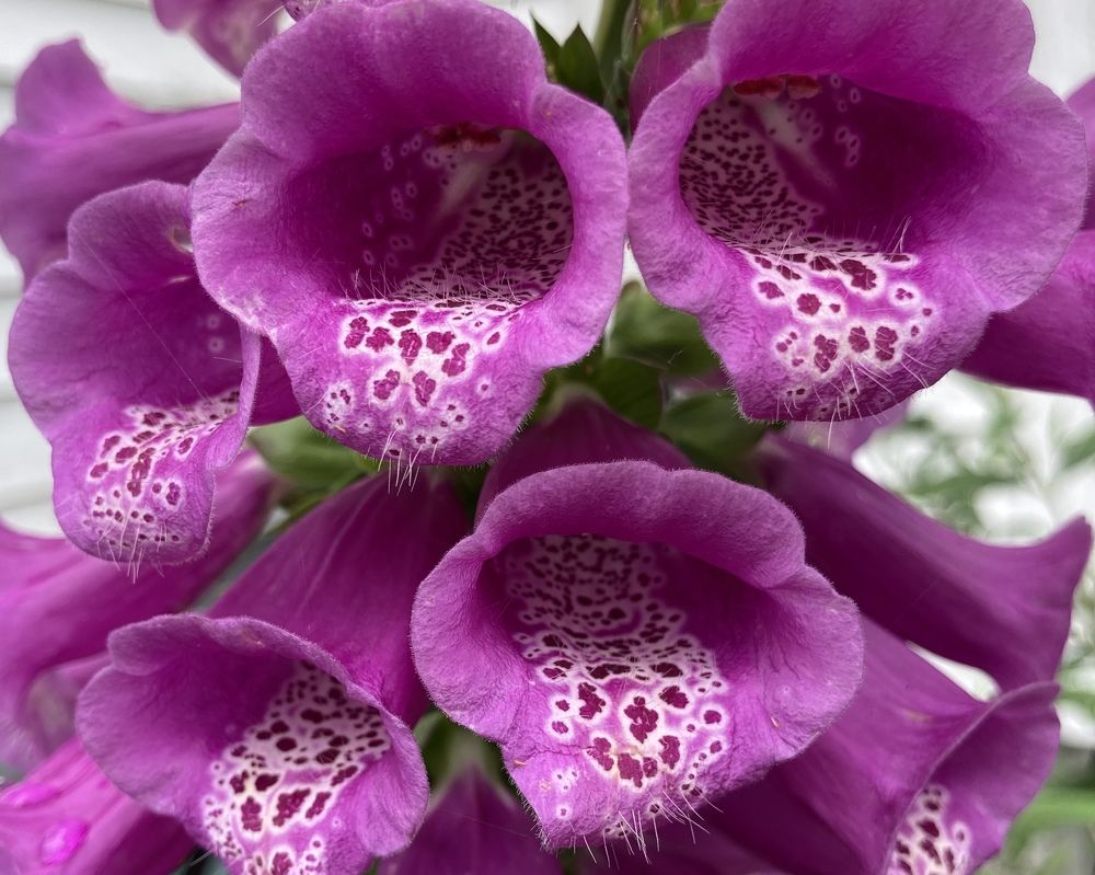 Flowers of Western New York