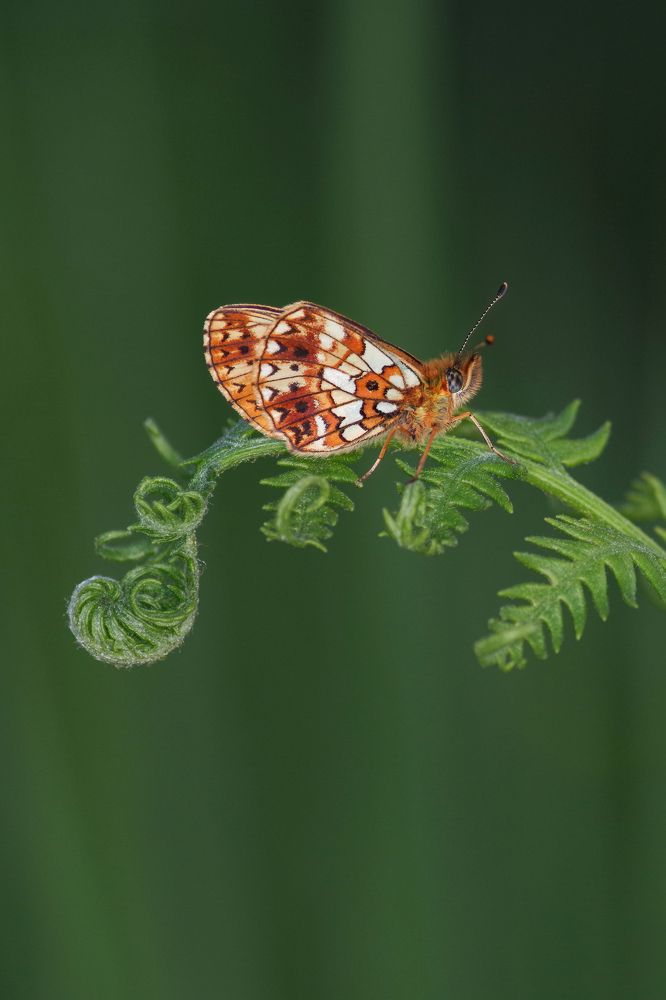 Small pearl-bordered fritillary