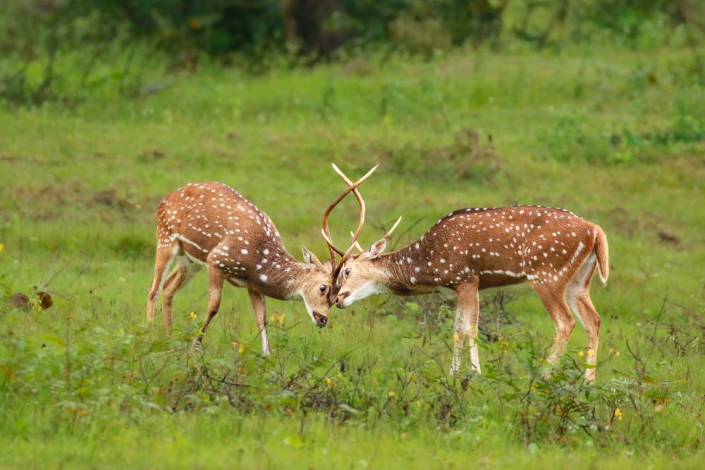 Photograph by Nijas Mohamed