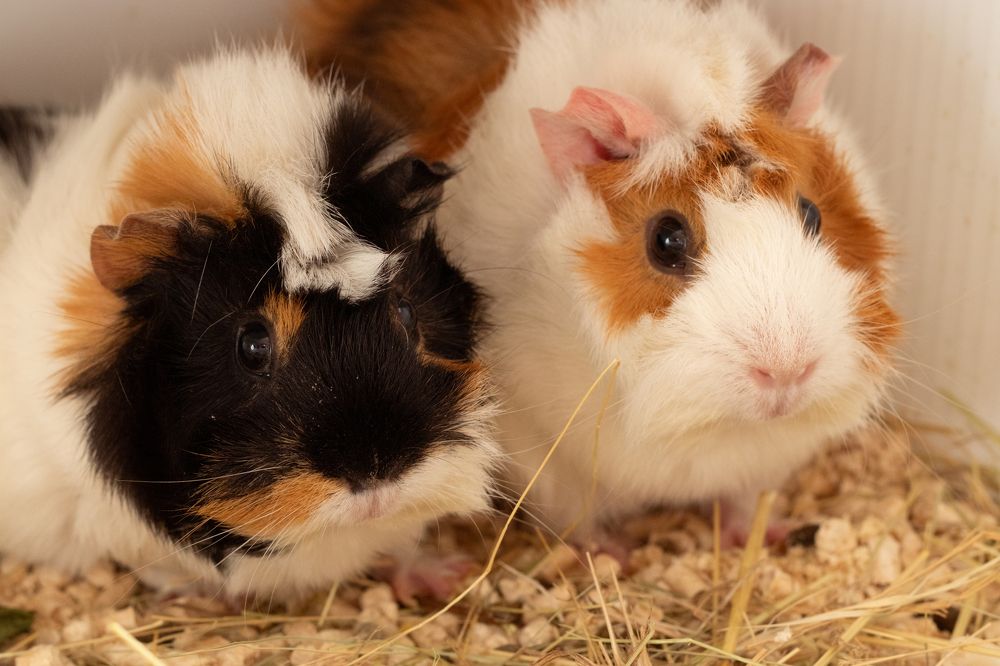 Photograph by Екатерина Талалай