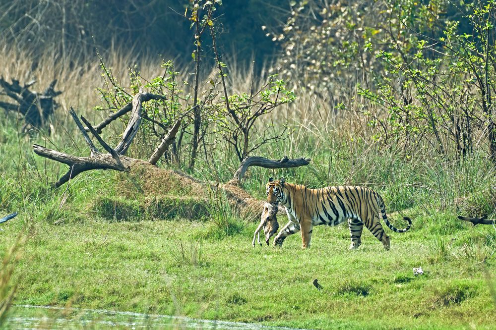 Photograph by Partha Pratim Chakraborty