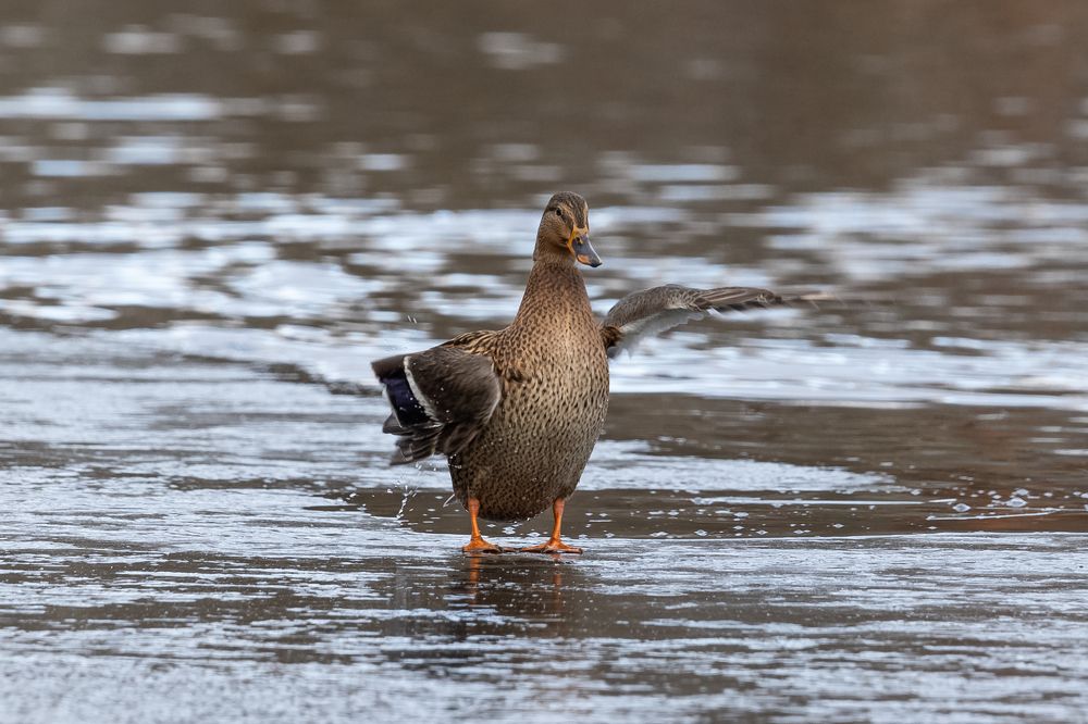 Серая Шейка