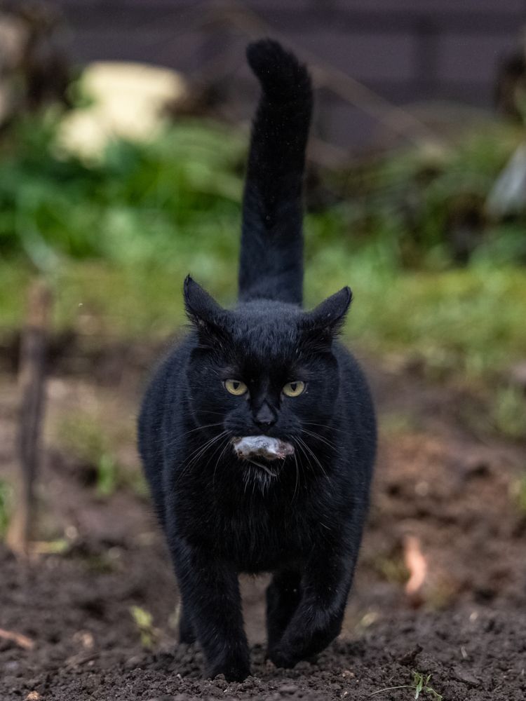 Кошки-мышки