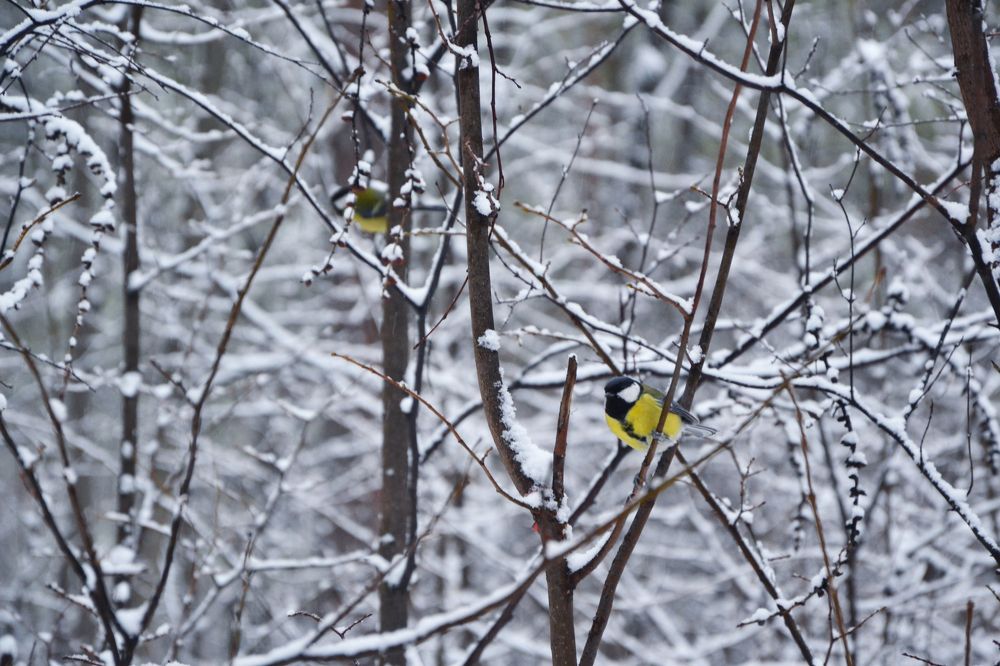 Photograph by Романова Екатерина