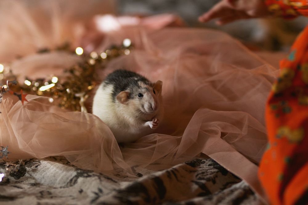 Photograph by Ирина Целовальникова