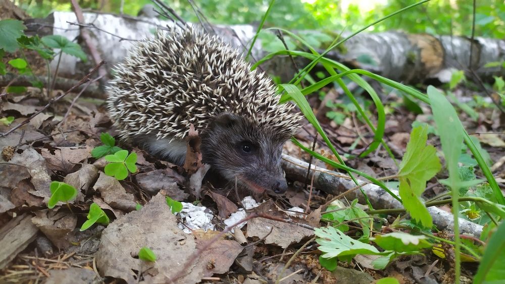 Photograph by Елена Смирнова