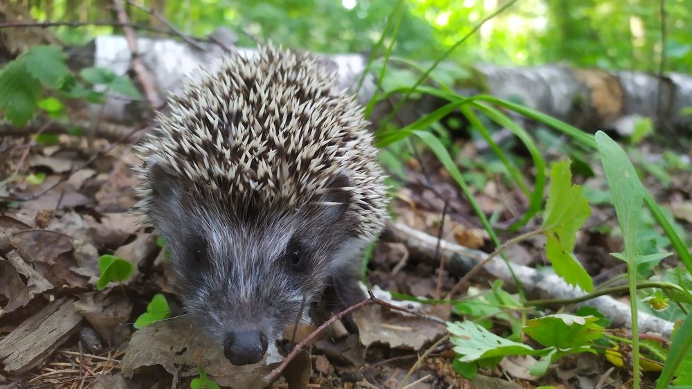 Photograph by Елена Смирнова