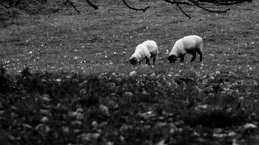 Photograph by Nicholas