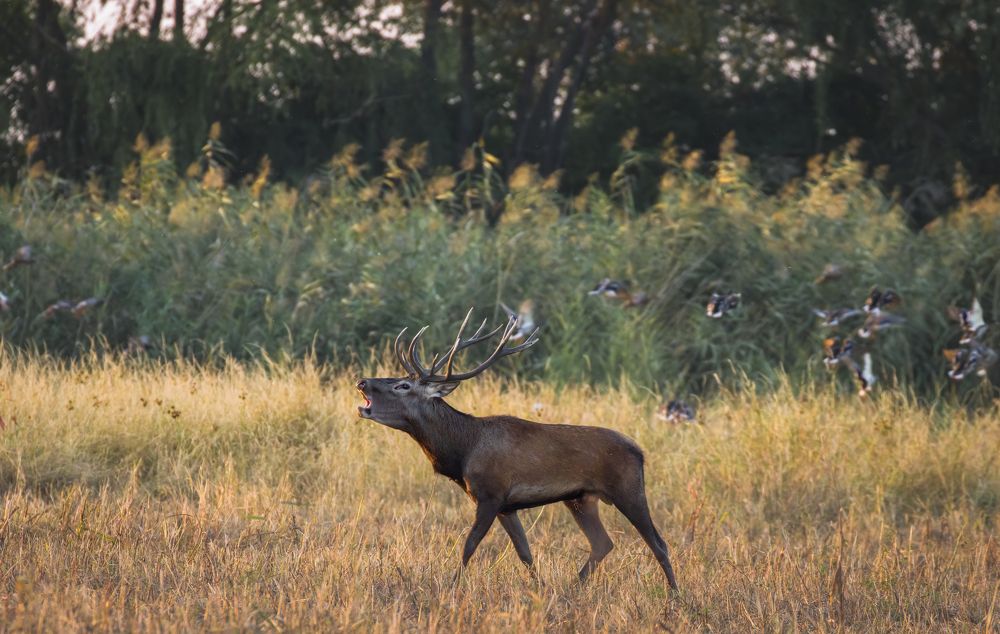 Red deer roaring