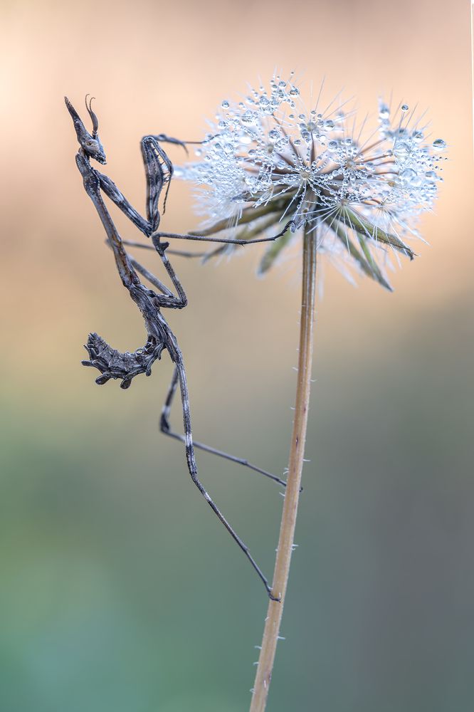 Photograph by Massimo Tamajo