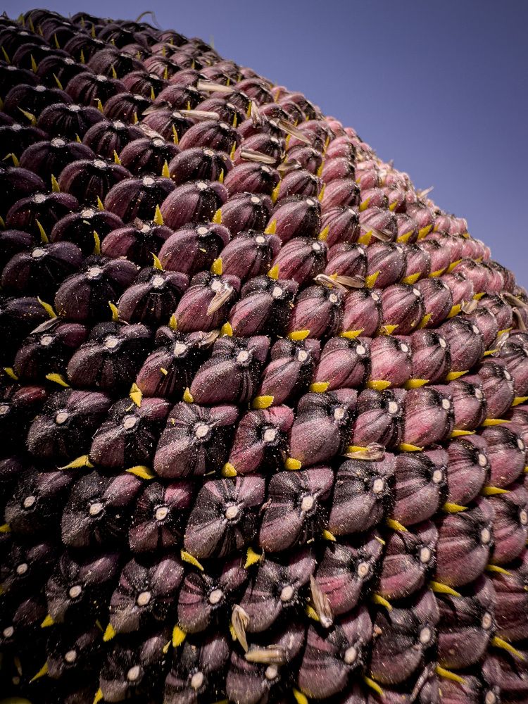 Sunflower seeds