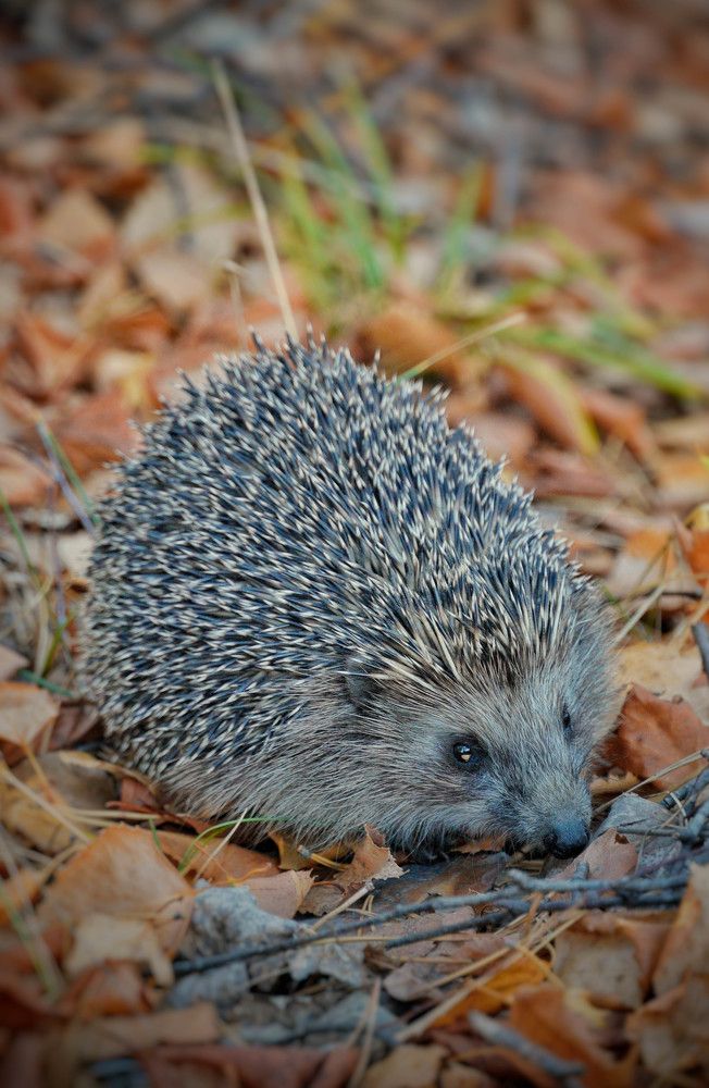 Photograph by Высотских Владимир