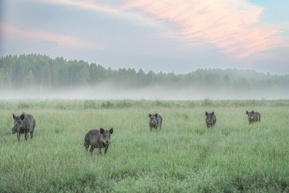 Photograph by Высотских Владимир