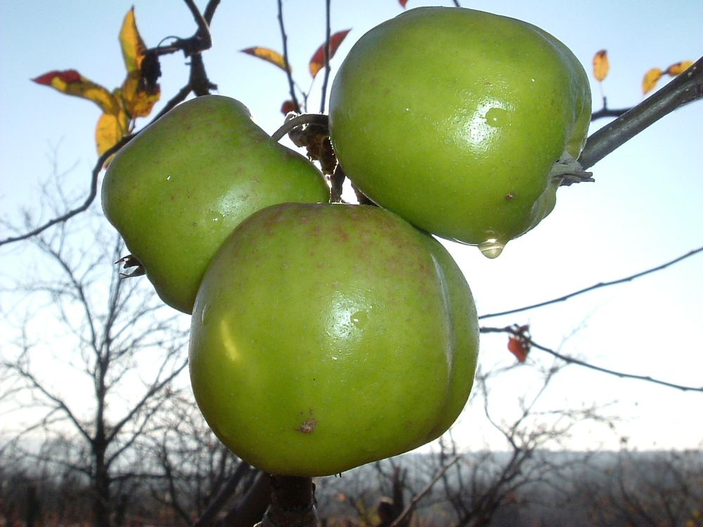 The apples