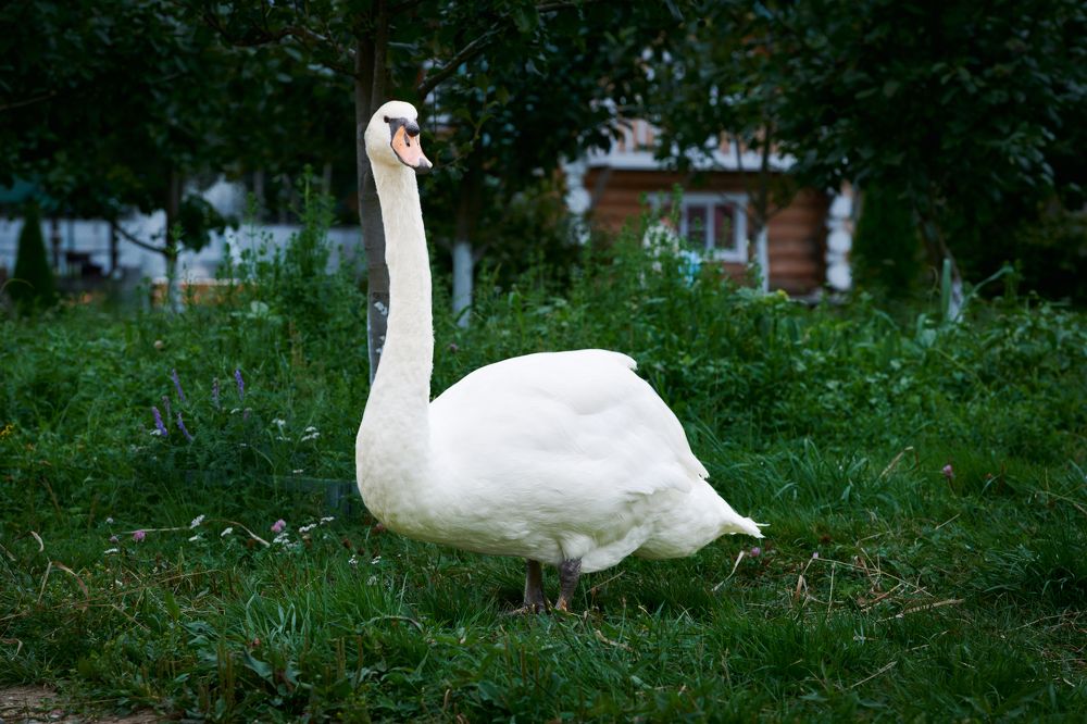 Photograph by Смирнов Денис