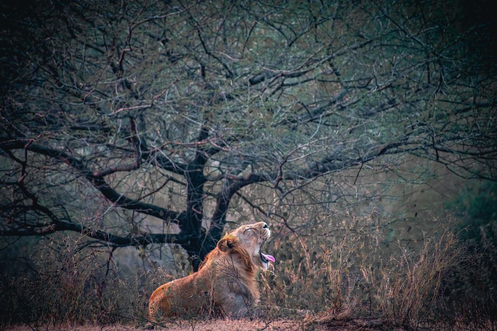 Photograph by Dhaval Parmar