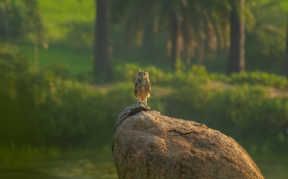 Photograph by Aishik Das