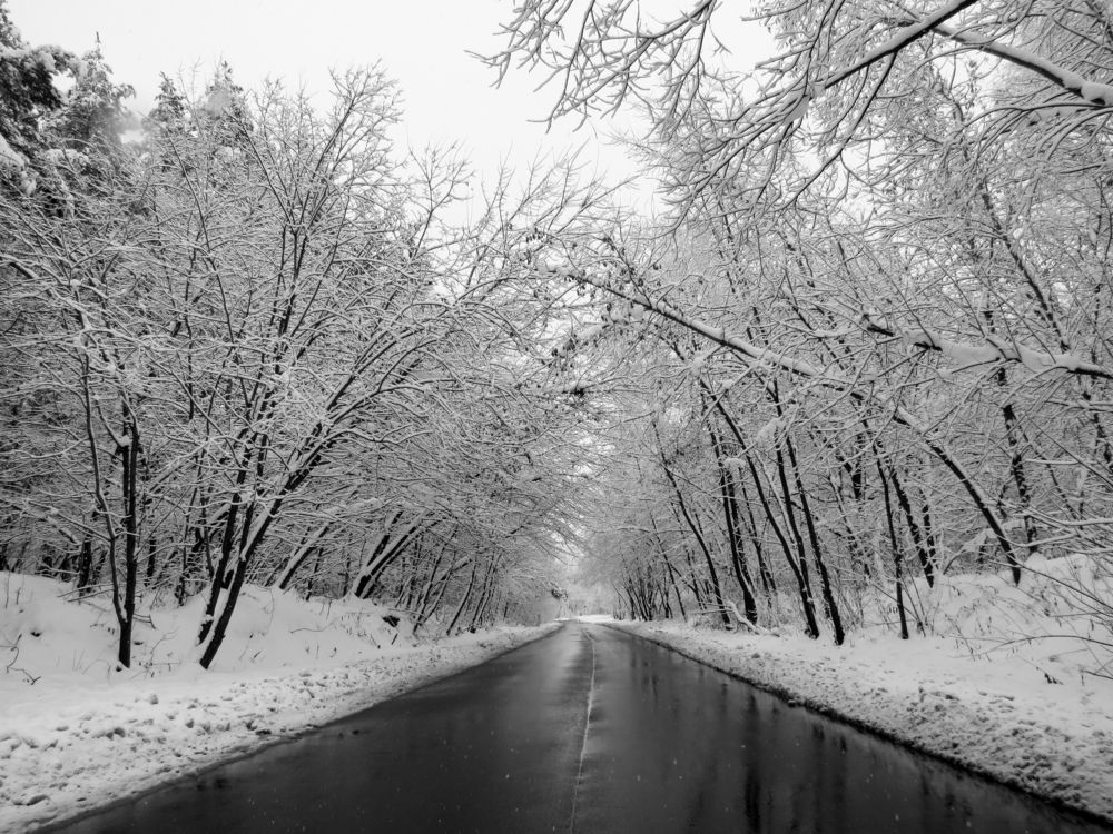 Road and snowy trees