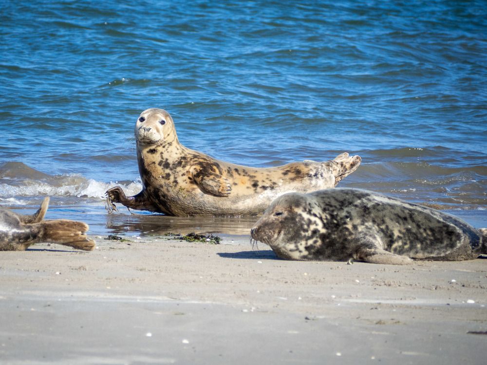 Ой, кто это?