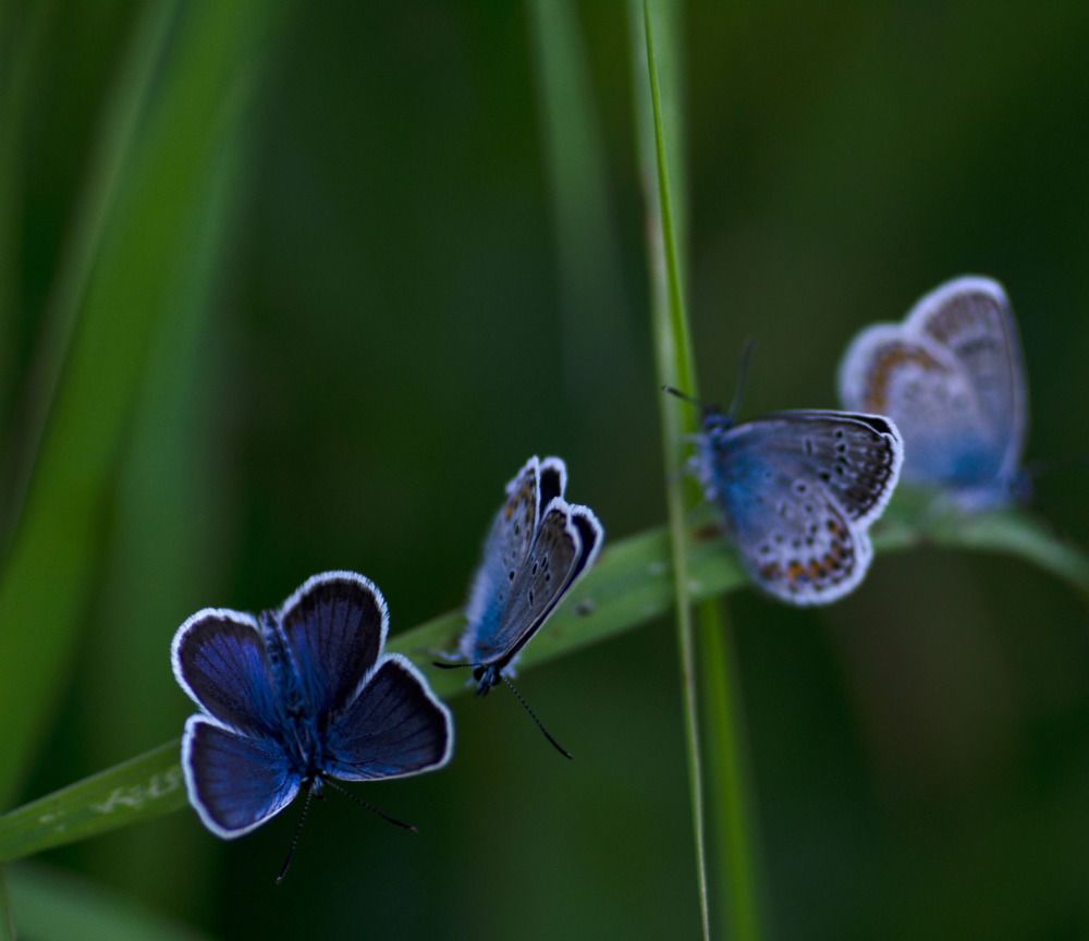 Photograph by Эльвира Быкова