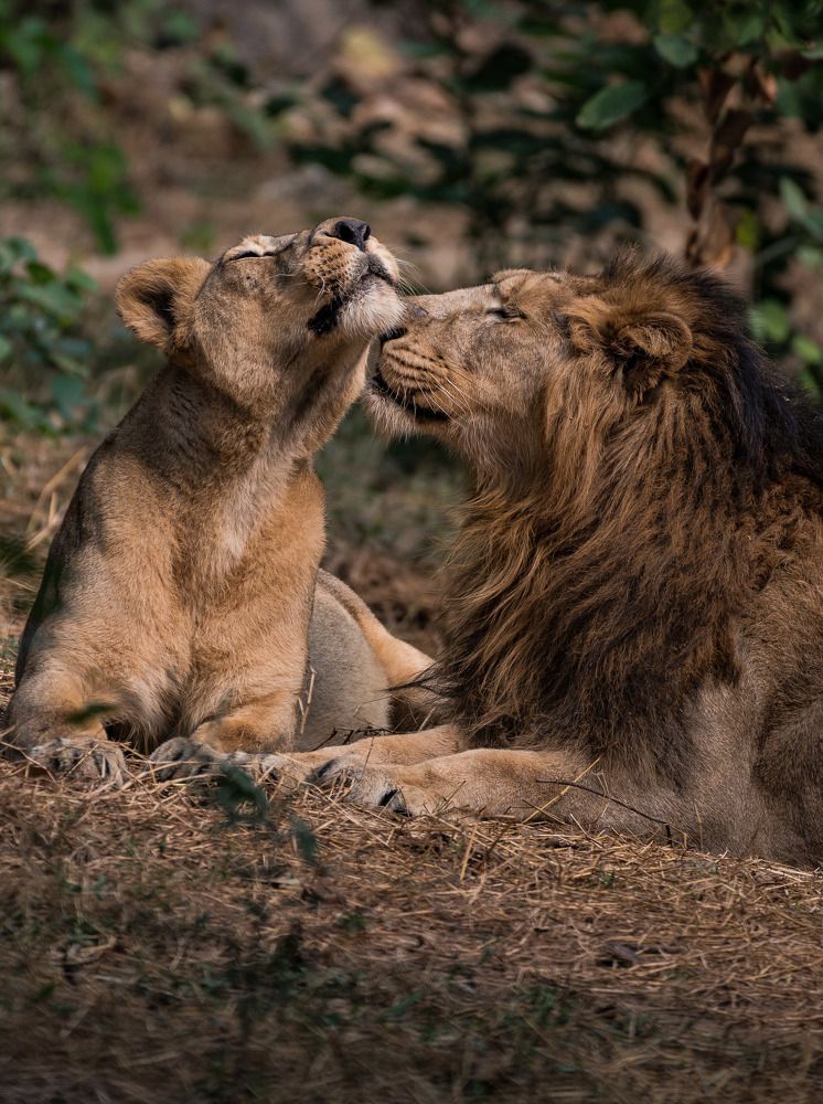 Фотография автора Dipayan Debbarma