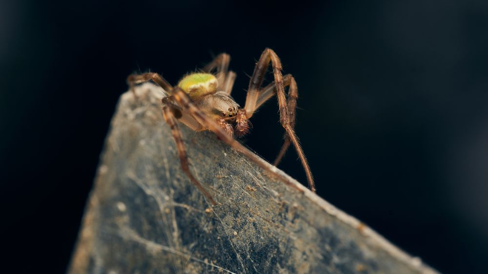 Фотография автора Santiago Diaz Aragon