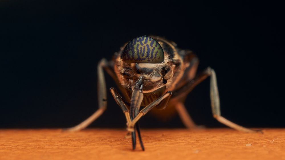 Фотография автора Santiago Diaz Aragon