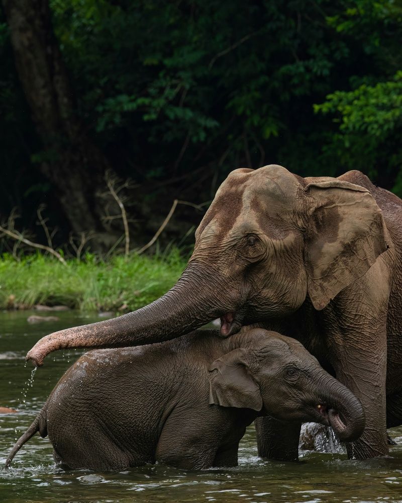 Фотография автора ABHISHEK ABHILASH