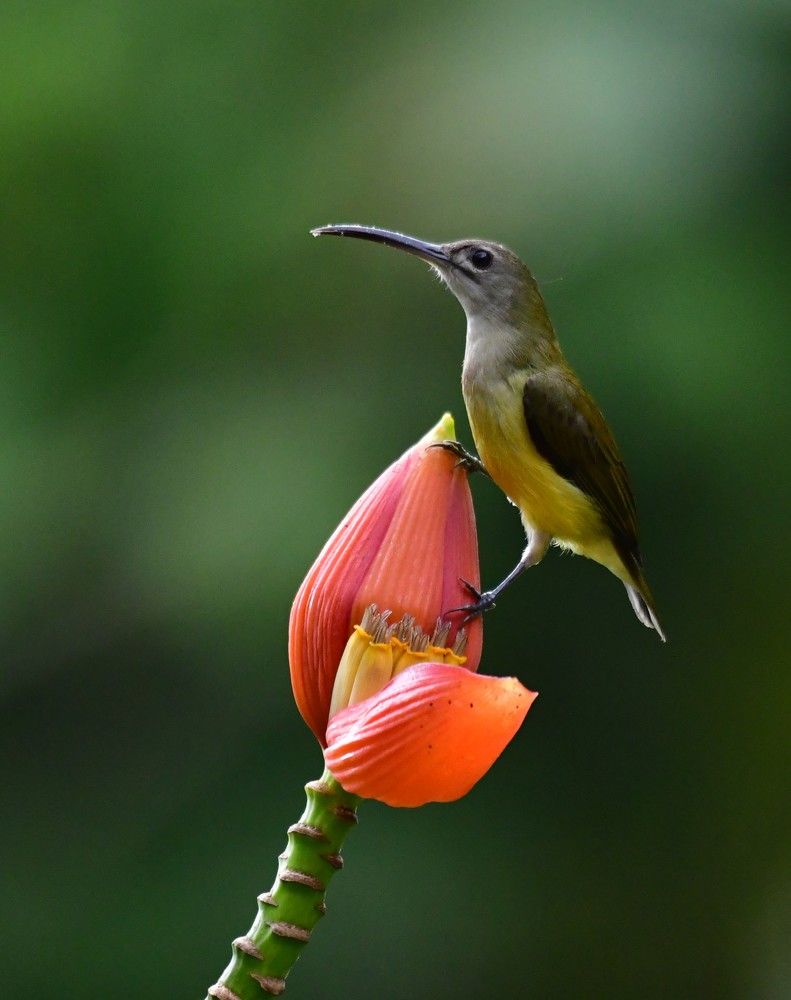 Photograph by Ampady Sugathan