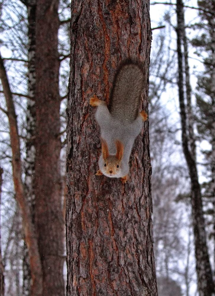 Photograph by Алексей Хазов