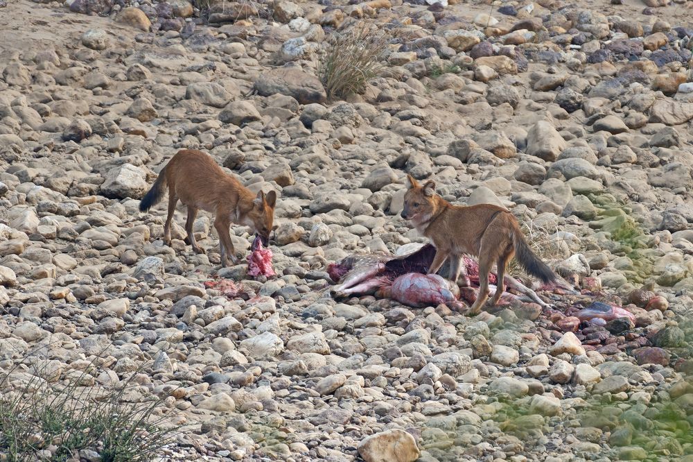 Photograph by Partha Pratim Chakraborty