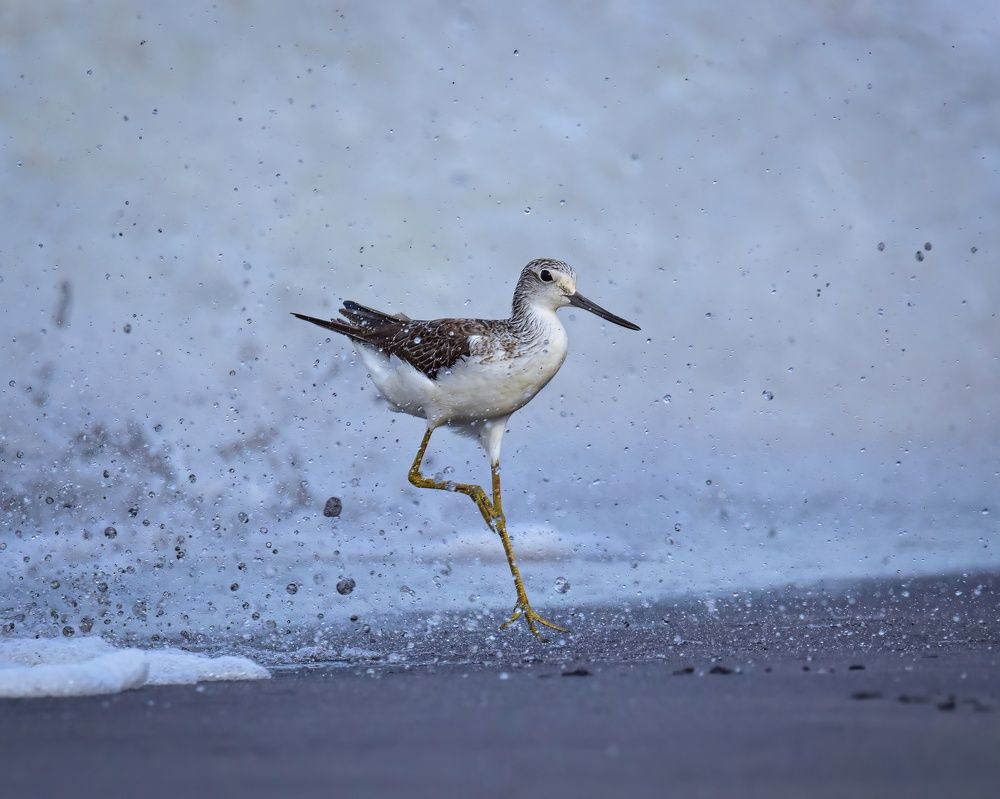 Common greenshank