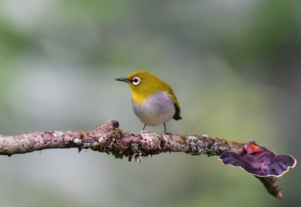 Photograph by Ampady Sugathan