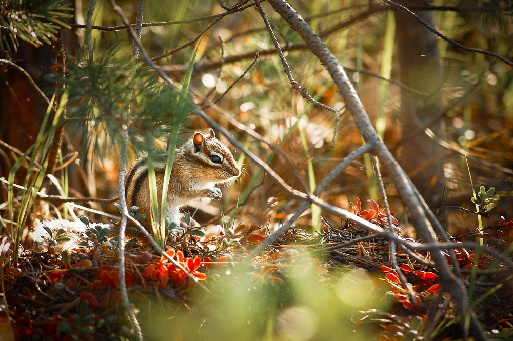 Photograph by Мария Кравченко