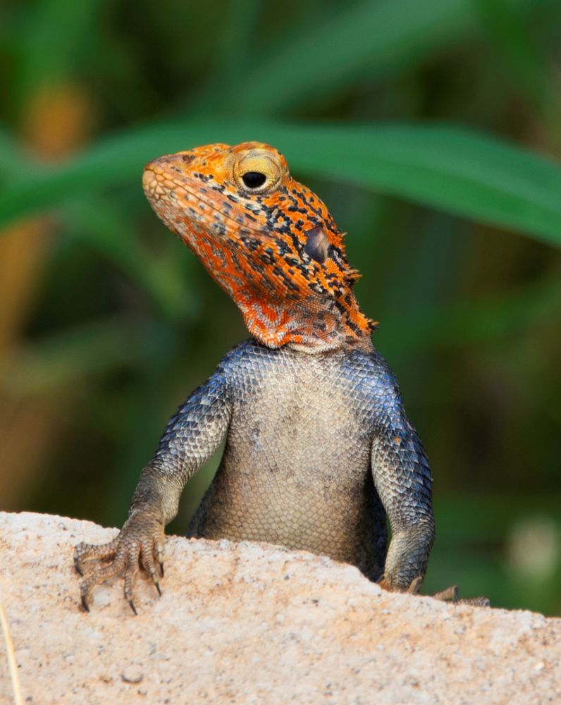Curious Agama